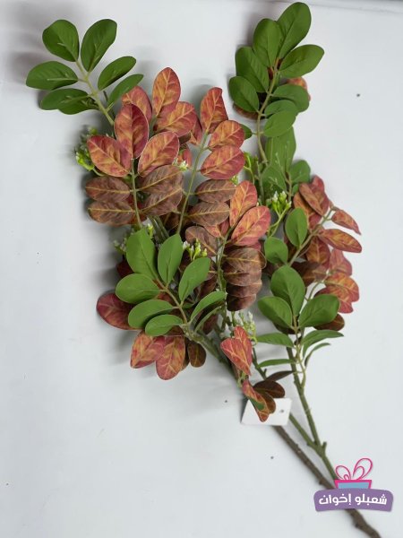 اخضر مع برتقالي