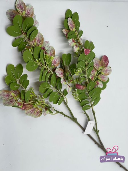 اخضر مع فوشي