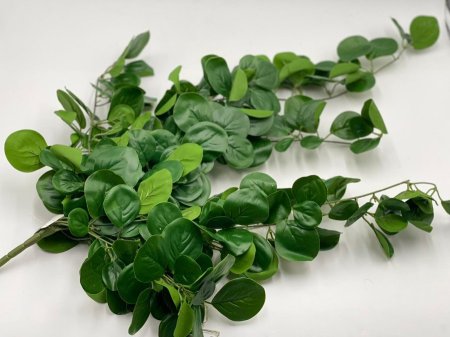 عرق اخضر نازل