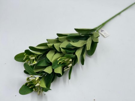 غصن شجره مع براعم